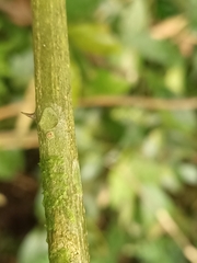 Zanthoxylum scandens