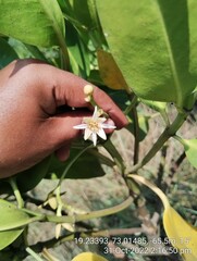 Rhizophora mucronata