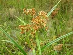 Rhynchospora corymbosa
