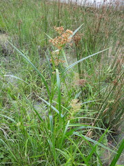 Rhynchospora corymbosa