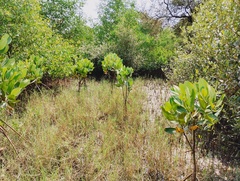 Rhizophora mucronata
