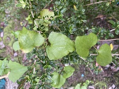 Mikania micrantha