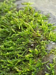 Hygrohypnum luridum
