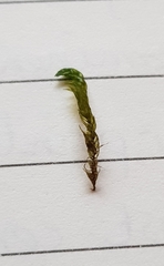 Hygrohypnum luridum