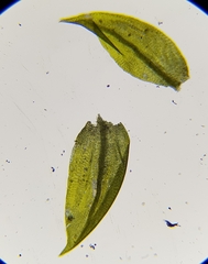 Hygrohypnum luridum