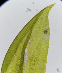 Hygrohypnum luridum