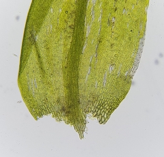 Hygrohypnum luridum