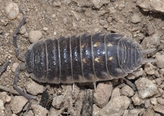 Porcellio ornatus