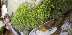 Hygrohypnum luridum