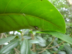 Theridion pyramidale