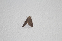 Galgula partita