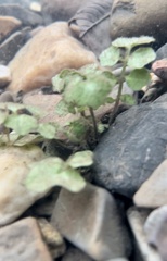Cardamine pensylvanica