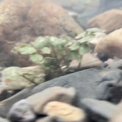 Cardamine pensylvanica
