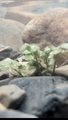 Cardamine pensylvanica