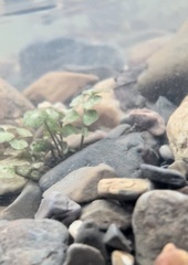 Cardamine pensylvanica