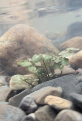 Cardamine pensylvanica