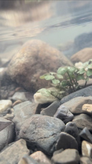 Cardamine pensylvanica