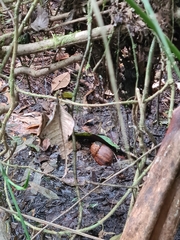 Megalobulimus