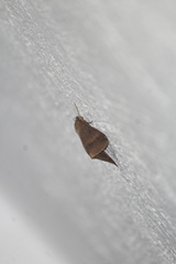 Galgula partita