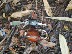 Megalobulimus