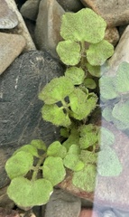 Cardamine pensylvanica