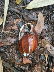 Megalobulimus