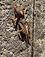 Gryllotalpa australis