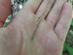 Festuca subverticillata