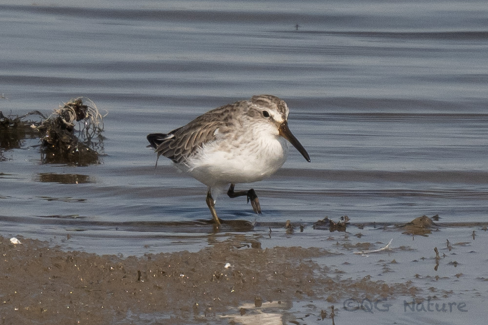 Broad-billed Sandpiper