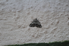 Hammaptera parinotata