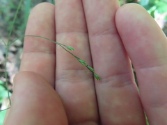 Festuca subverticillata