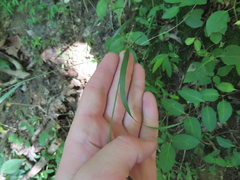 Festuca subverticillata