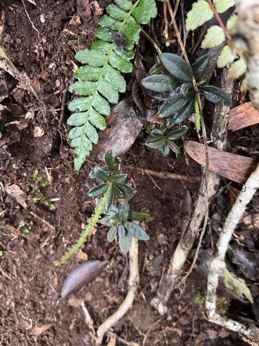 Peperomia kokeana