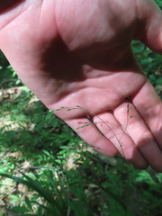 Festuca subverticillata