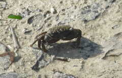 Metopograpsus messor