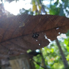 Gasteracantha