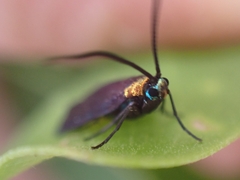 Pollanisus subdolosa