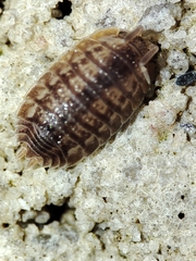 Lucasius pallidus