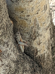 Melanoplus yarrowii