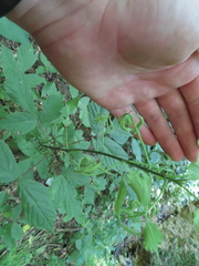 Acer negundo