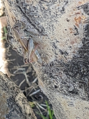 Melanoplus yarrowii