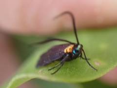 Pollanisus subdolosa