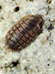 Lucasius pallidus