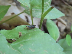 Tettigidea lateralis