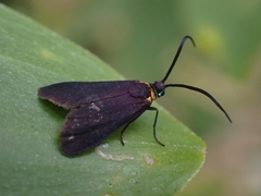 Pollanisus subdolosa