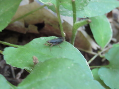 Tettigidea lateralis
