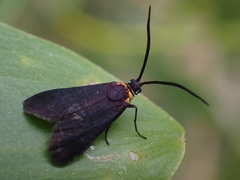 Pollanisus subdolosa