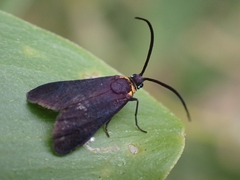 Pollanisus subdolosa