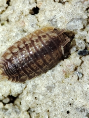 Lucasius pallidus