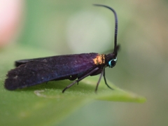 Pollanisus subdolosa